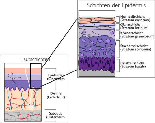 Haut - Aufbau Und Funktion Kompakt Beschrieben - Tobias Kahrmann